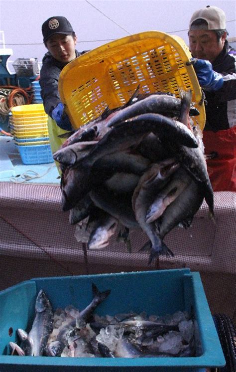 サケ・マス好漁 初水揚げ 根室・花咲港 ／北海道 毎日新聞