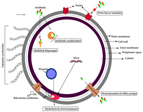 Molecules Free Full Text Resistance Of Gram Negative Bacteria To