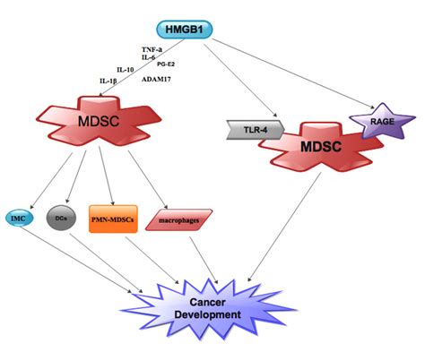 Hmgb Driven Mdsc Amassment Expedites Cancer Development And Metastasis