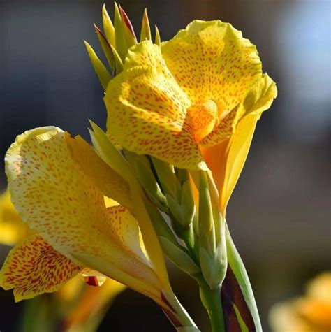 25 Plantes Résistantes A La chaleur Parfait Pour Cet Ete