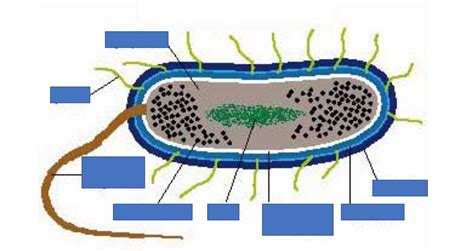 Week Introduction To Microbes Diagram Quizlet