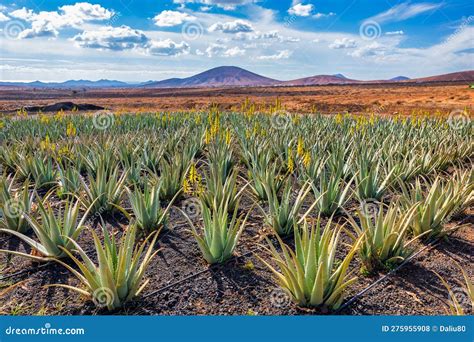 Aloe Vera Plant Aloe Vera Plantation Fuerteventura Canary Islands