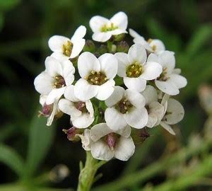 Flor Aliso Blanco Frutas Eloy