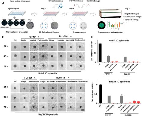 Frontiers Generation Of Multicellular Tumor Spheroids With Micro Well