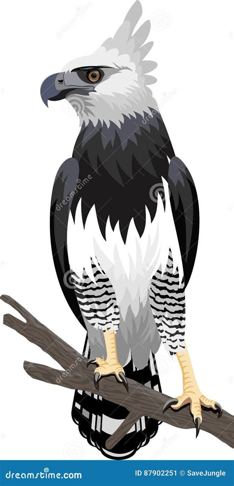 Harpy Eagle Drawing For Kids