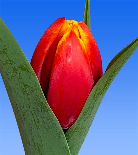 Tulp Countdown Borst Bloembollen