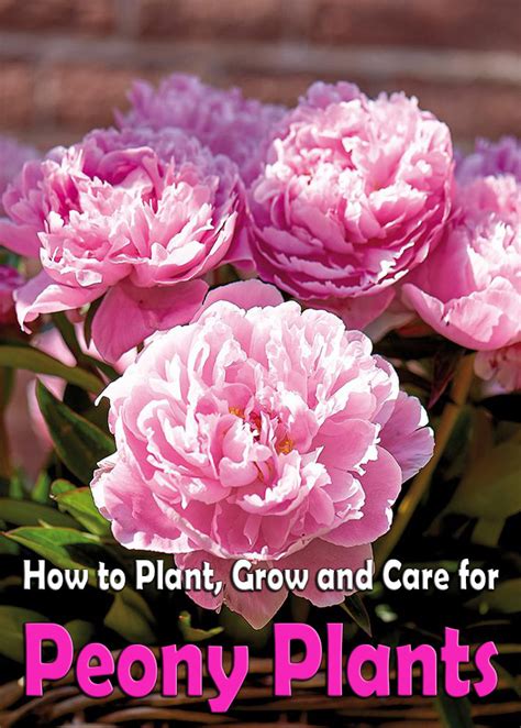 Peonies How To Plant Grow And Care For Peony Plants