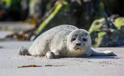 Un jeune phoque s échoue sur une plage du Finistère un phénomène de