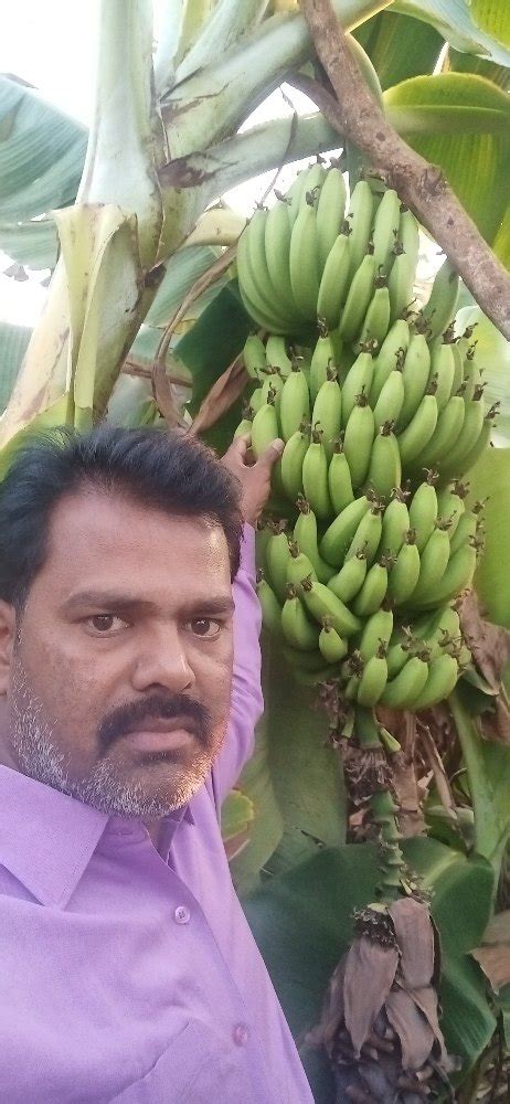 Bananas In Anantapur Latest Price And Mandi Rates From Dealers In Anantapur