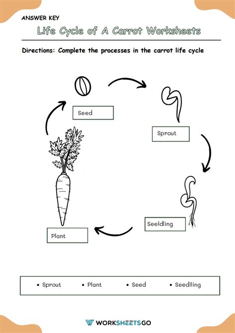 Life Cycle Of A Carrot Worksheets Worksheetsgo