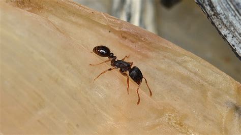 How To Get Rid Of Pavement Ants Outside Permanently