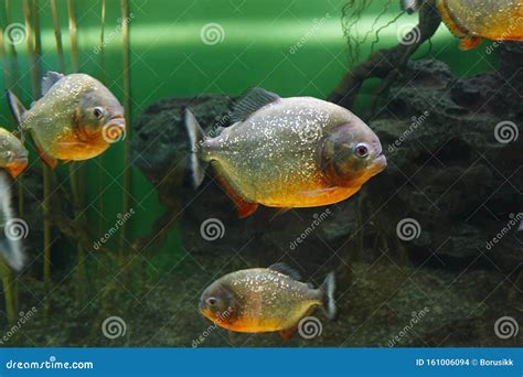 Red Piranha Pygocentrus Nattereri, Also Known As Red-bellied Piranha, Red Belly Piranha in Their ...