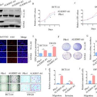 ALKBH5 Knockdown Accelerates Proliferation Migration And Invasion Of