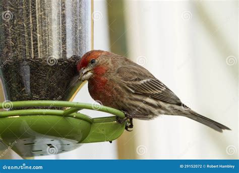 House Finch on Bird Feeder stock photo. Image of mexicanus - 29152072