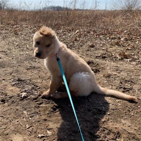 Ce chiot a une seule oreille à cause dune blessure à la naissance et