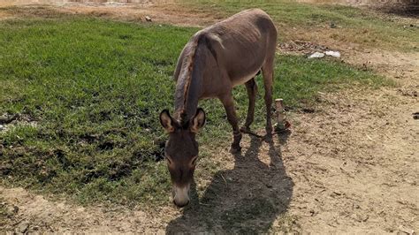 Pakistan S Donkey Population Reaches 5 9 Million In FY 2023 24