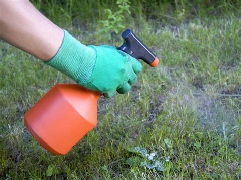 Homemade Weed Killer Recipe