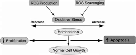 Redox Homeostasis And Its Cellular Impact Maintenance Of Redox