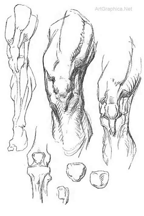 Male Figure Drawing Figure Drawing Reference Anatomy Reference Art