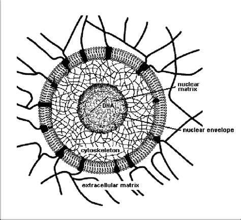 Shows A Cell And Its Surroundings Note The Nuclear Matrix Within The