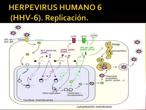 Herpesvirus Humano Y Ppt