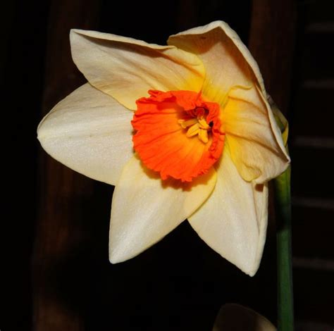 Free Images Blossom White Flower Petal Bloom Spring Botany