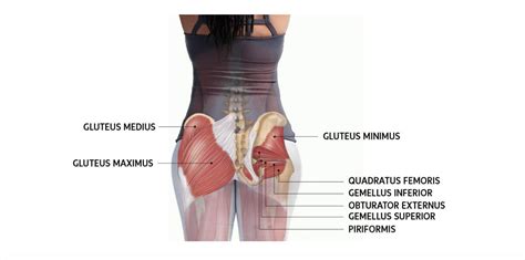 Why are your glute muscles important | Chiro & Sports Med