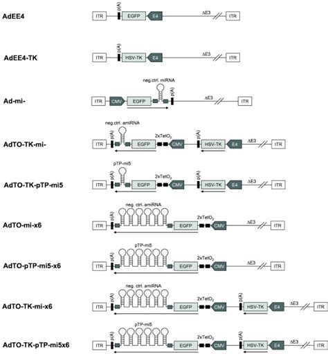 Schematic Representation Of Adenoviral Vectors Used In This Study All