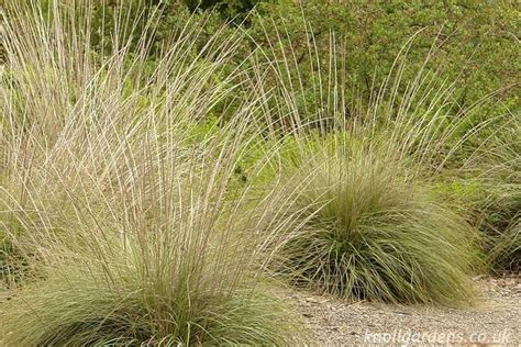 Muhlenbergia Rigens Alchetron The Free Social Encyclopedia