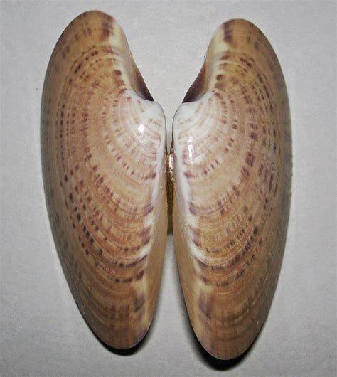 Macrocallista Nimbosa Sunray Venus Clam Shell Sanibel I Flickr