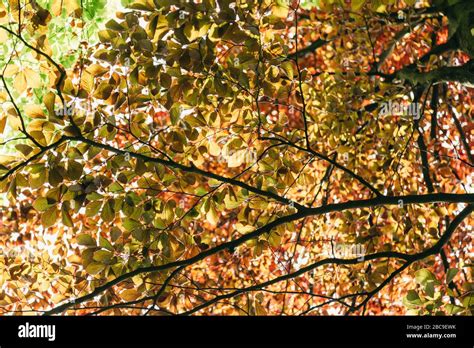 Deciduous Trees Detail Stock Photo Alamy