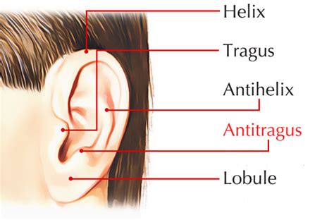 Antitragus – Earth's Lab