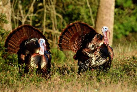 Brown Wild Turkey