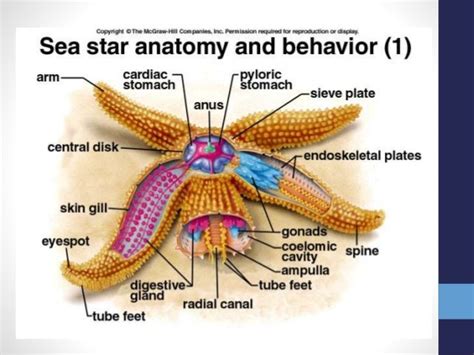 Miller_Phylum Echinodermata