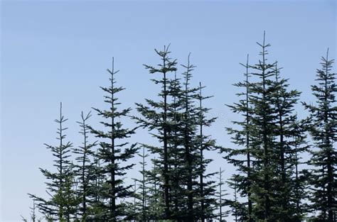 Abies Sachalinensis Stock Photos Free And Royalty Free Stock Photos
