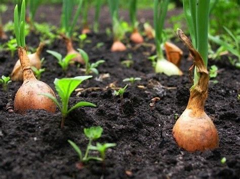 Сажайте лук-севок только по одной из лучших схем. Он растёт ...