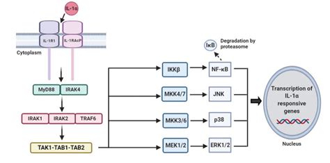 Overview Of Il Signaling Pathway The Binding Of Il To Il Ri