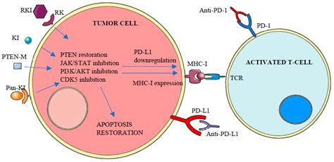 IJMS Free Full Text Targeting Protein Kinases To Enhance The