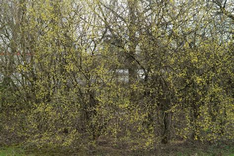 Kornelkirsche Gelber Hartriegel Cornus Mas