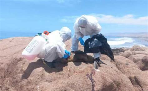 Per Registra Muerte Masiva De Lobos Marinos Por Gripe Aviar