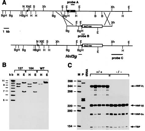 Targeting Strategy For Hnf3g Inactivation A Top Line Gene