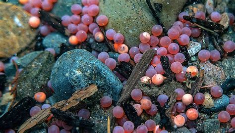 The Lifecycle Of Salmon