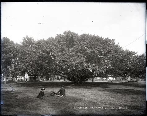 lahaina banyan tree history - Fighting Column Photo Galleries