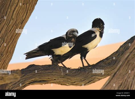 Birds Namib Desert Namibia Stock Photo Alamy