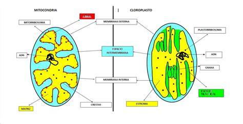 Mitocondria Y Cloroplasto Cuadro Comparativo Cuadro Comparativo Sexiz