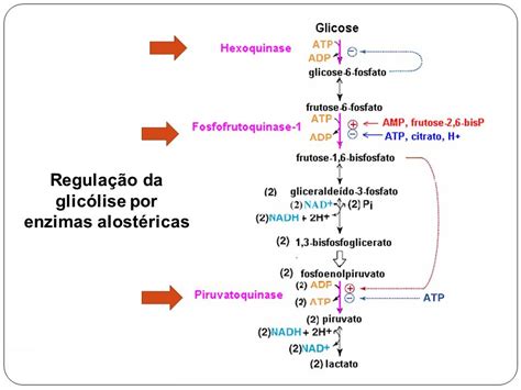 METABOLISMO DE CARBOIDRATOS Mind Map