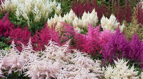 Tipos Diferentes De Hermosas Variedades De Astilbe