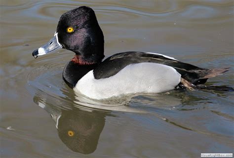 Identify Ring-necked Duck - Wildfowl Photography.