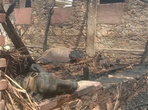 3 Buffalo Burnt Alive Due To Fire Loss Of Rs 4 Lakh छप्परपोश में आग से 3 भैंसे जिंदा जलीं एक