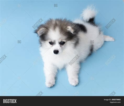 Adorable Baby Pomeranian Online Australia